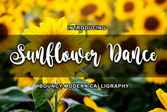 Why Sunflower Dance Transformed Our Campaign Typography